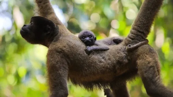 Nino, Caju ou Xingu? Público vai decidir nome de filhote de macaco-barrigudo em Rio Branco